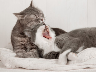 Two gray cats sleep together, hug and care. Show tenderness, lie on a soft white knitted sweater.