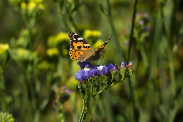 Painted Lady butterfly (Vanessa Cardui), wings opened, feeding pollen, collects nekrar from white and blue flowers (Limonium). Butterfly with wings, top view, summertime background
