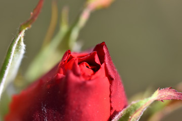 Sunlit red rose bud detail
