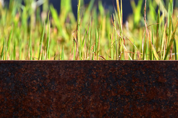 Detail of rusty metal planter with sunlit green grass