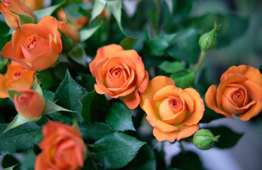 Bouquets of roses. Orange rose buds in green foliage.