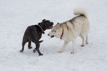 Naklejka premium Siberian husky and italian mastiff puppy are playing in the winter park. Pet animals.