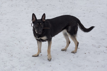 East european shepherd is standing on a white snow in the winter park. Pet animals.