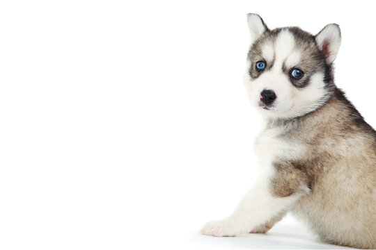 Husky Puppy Isolated On White Background