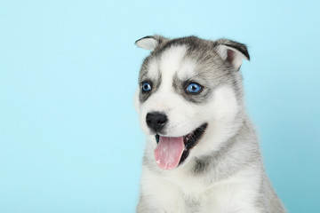 Husky puppy on blue background