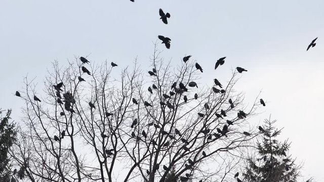 flock of black birds sits on top of a tree