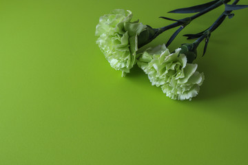 Obraz premium 緑背景のカーネーション