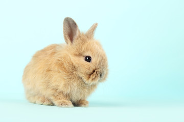 Bunny rabbit on blue background