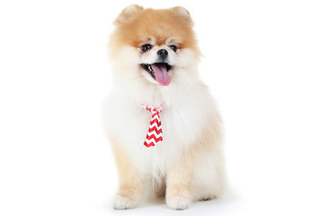 Pomeranian dog with necktie isolated on white background