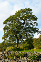 Ash tree