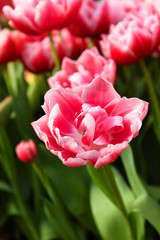 Beautiful peony tulip columbus, glowing reddish pink and has decorative white edge