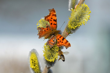 Ein Schmetterling (Tagfalter, C-Falter) und eine Biene auf einem Palmkätzchen (Salweide) im...