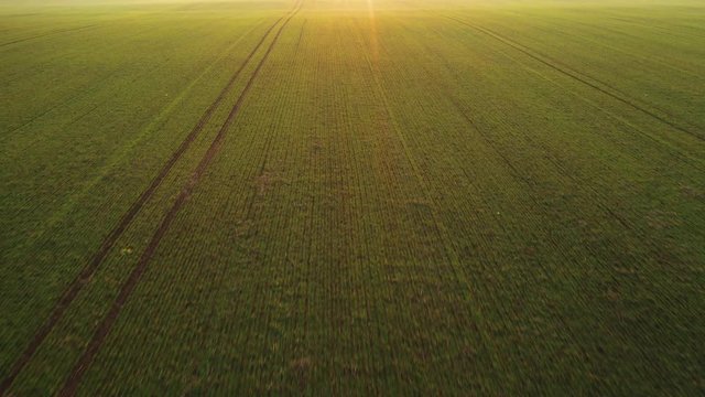 Drone flying over young wheat field on spring time. Sunset light on background. Agricultural concept. UHD 4k video