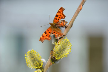 Ein Schmetterling (Tagfalter, C-Falter) und eine Biene auf einem Palmkätzchen (Salweide) im...