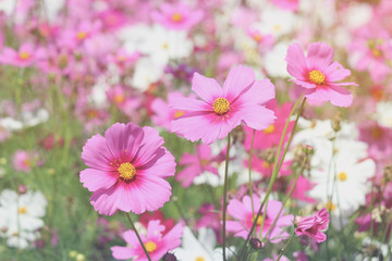 Obraz premium Pink cosmos flower blooming cosmos flower field, beautiful vivid natural summer garden outdoor park image.