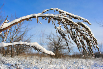 Dry flowers covered with snow, bright blue sky and landscape with trees on background