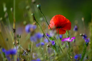 Blumenwiese