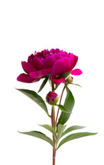 dark red peony flower isolated