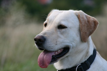 Portrait Labrador 