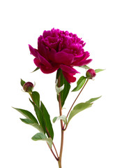 dark red peony flower isolated