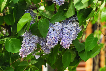 Blooming varietal selection semi-double bluish lilac (Syrínga). The Sort Of "Condorcet" © aleoks
