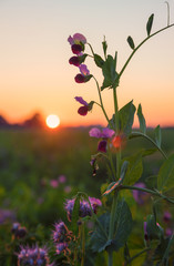 sweet pea blossoms at sunset