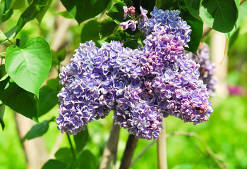 Blooming varietal selection semi-double bluish lilac (Syrínga). The Sort Of "Condorcet" © aleoks