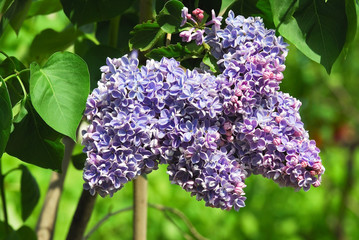 Blooming varietal selection semi-double bluish lilac (Syrínga). The Sort Of "Condorcet" © aleoks