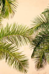 Green palm fronds splay across a tropical yellow stucco wall background in natural light