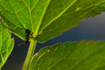 Macro photography of wildlife. Ants on a green leaf.