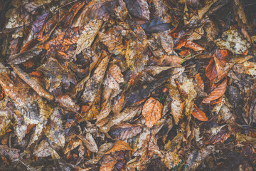 Overhead angle shot of fallen varied colour leaves on a forest floor