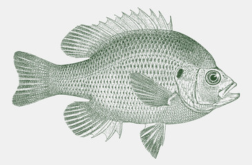 Spotted sunfish lepomis punctatus, a freshwater fish from Southeastern United States - obrazy, fototapety, plakaty
