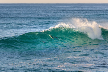 A pod of dolphin swimming in the crystal clear water, Byron Bay Australia