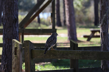Small bird of prey sitting on fence