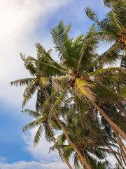 Fototapeta na wymiar Beautiful image of tropical coconut palm tree tops over the clear blue sky