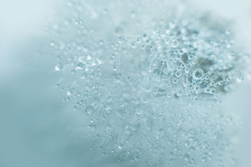 Beautiful dew drops on a dandelion seed macro. Beautiful soft blue background. Water drops on a...