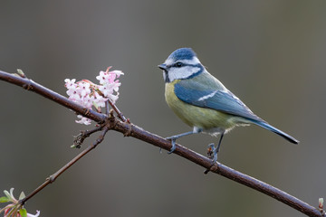 Portrait of a beautiful Eurasian Blue Tit (Cyanistes caeruleus) in the forest of Huizen, Noord Holland in the Netherlands. 