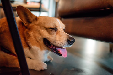 Corgi dog indoors closeup portrait