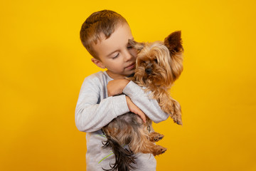 Little boy with dog Yorkshire terrier on a yellow background