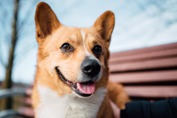 Corgi dog outdoors closeup portrait
