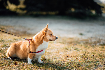 Corgi dog outdoors closeup portrait