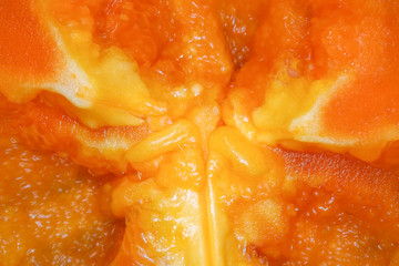 orange bell pepper in the macro section