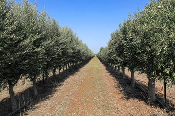 Olive trees in a row. Traditional plantation of olive trees.