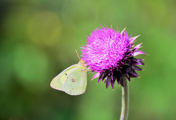 CloudedSulphur butterfly on a thistle bloom.