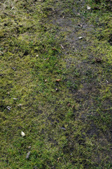 neglected, rare lawn covered with moss - early spring in the garden