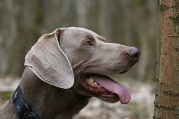 Potrait eines Weimaraners