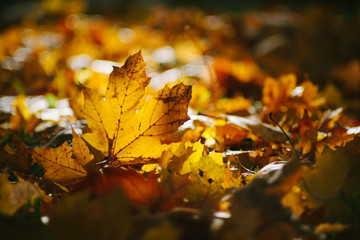 Maple leaf in the fall. Bright sun.