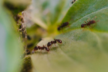 Macro photography of wildlife, ants. Green leaf.
