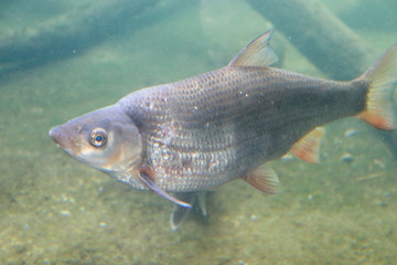 Fototapeta premium pez de color gris destacado entre el agua de color verde 