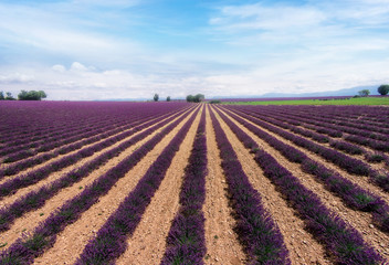 lavender field with tree with cloudy sky